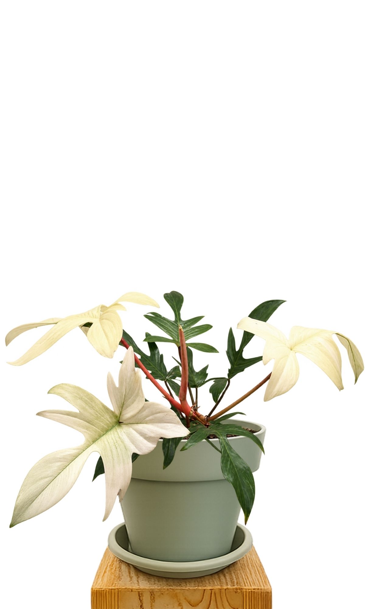 Plant kit 30 Green